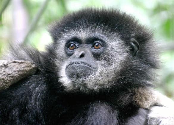 動物図鑑・シロテテナガザル